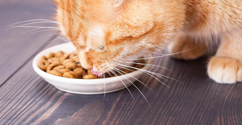 Kedi, Köpek Maması